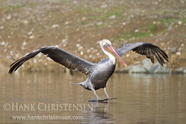 Feet extended, a brown pelican skies across the surface of the water as it lands