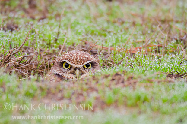 A burrowing owl stares out from its burrow, eyes barely above ground