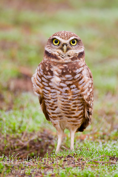 The obligatory burrowing owl standing straight-on shot!