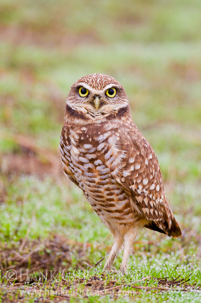 A borrowing owl stands next to its burrow