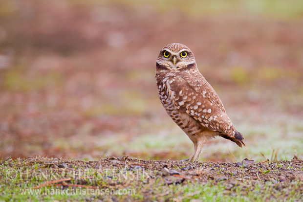 A burrowing owl stands on a small berm overlooking its burrow