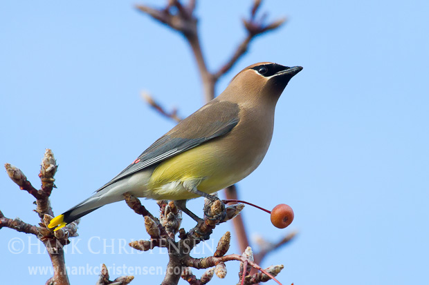 A cedar waxwing perches on a small branch of a tree
