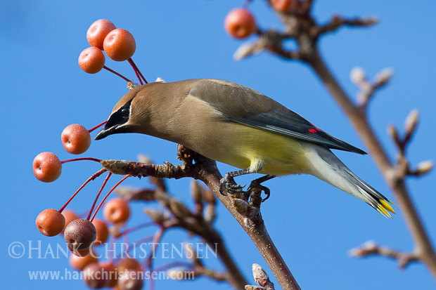 A cedar waxwing perches on a tree eating berries