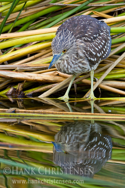 A juvenile black-crowned night heron perches among reeds along the edge of a pond