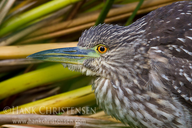 A juvenile black-crowned night heron perches among reeds along the edge of a pond