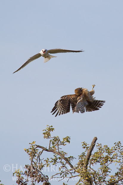 After perching in the wrong spot, a red-shouldered hawk is dive-bombed by a white-tailed kite