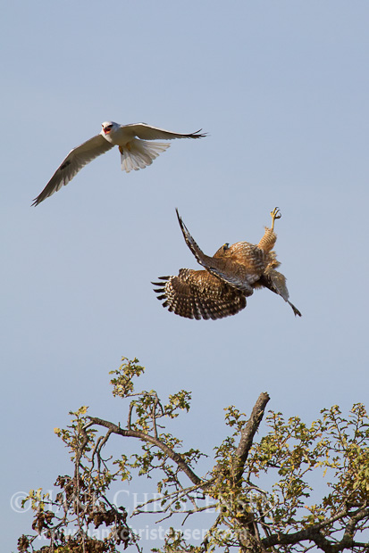 After perching in the wrong spot, a red-shouldered hawk is dive-bombed by a white-tailed kite