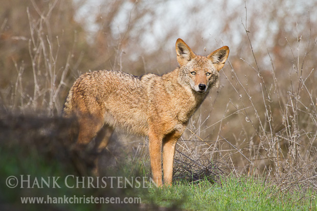 A coyote stops along an animal trail to stand in a brief patch of sun
