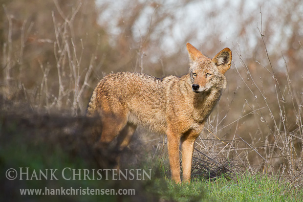 A coyote stops along an animal trail to stand in a brief patch of sun