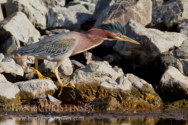 A green heron walks along the rocky shore of a water channel