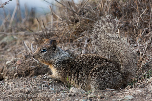 A California ground squirrel peeks up out of its burrow