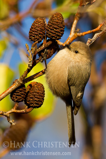 A bushtit hangs from the small branch of a tree, clinging to a tiny cone