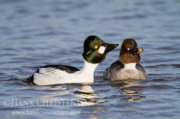 A male common goldeneye attempts to impress a female by lengthening his neck and extending his head