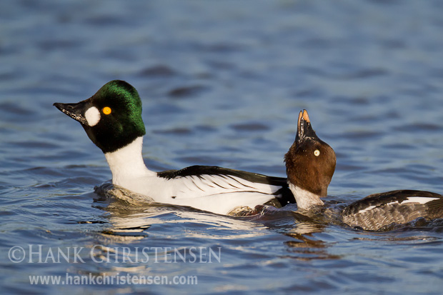 A male common goldeneye attempts to impress a female by lengthening his neck and extending his head. The female mimics the behavior in reply