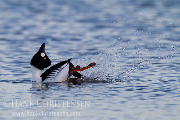 A male common goldeneye courts a female by touching the back of his head to his back, calling into the air, then lurching forward with a long neck, calling out with head extended straight up, and finally kicking vigorously with his feet.