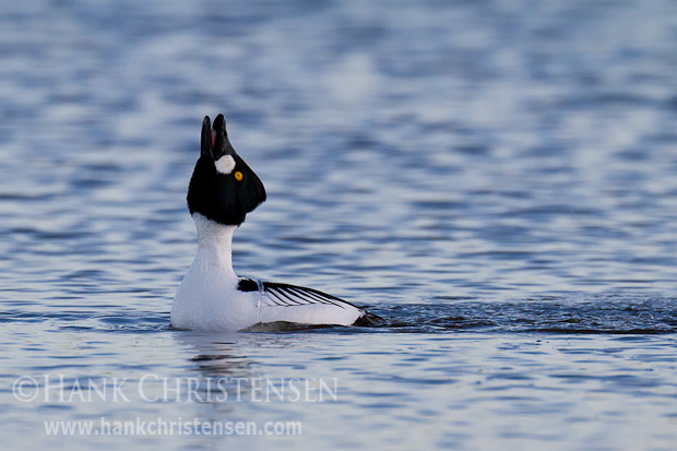 A male common goldeneye courts a female by touching the back of his head to his back, calling into the air, then lurching forward with a long neck, calling out with head extended straight up, and finally kicking vigorously with his feet.