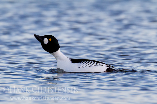 A male common goldeneye courts a female by touching the back of his head to his back, calling into the air, then lurching forward with a long neck, calling out with head extended straight up, and finally kicking vigorously with his feet.