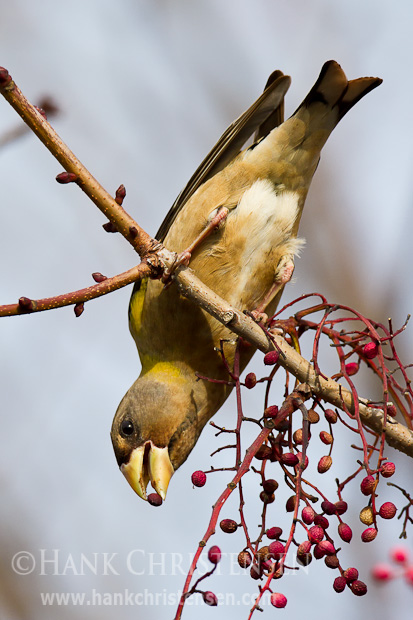 A female evening grosbeak hangs upside down from a branch of a chinese pistache tree in order to reach some nuts