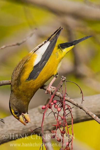 A male evening grosbeak shows off his perching skills