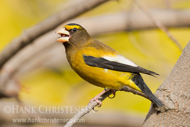 A male evening grosbeak perches on a chinese pistache tree and feeds on the many small nuts
