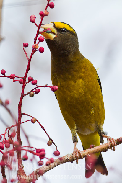 A male evening grosbeak perches on a chinese pistache tree next to a small branch full of food to eat