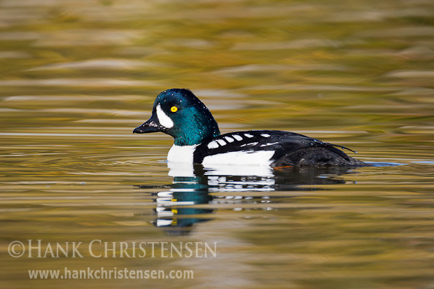 A male Barrow's goldeneye swims through golden water