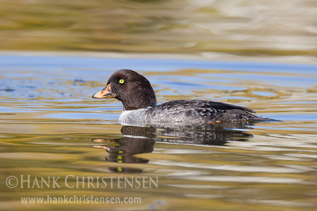 A female Barrow's Goldeneye swims through a narrow water channel in the low light of a late winter afternoon