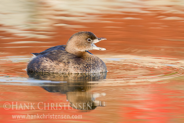 A pied-billed grebe swims through still water calling out with its beak open