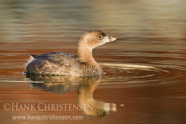 A pied-billed grebe swims through still water