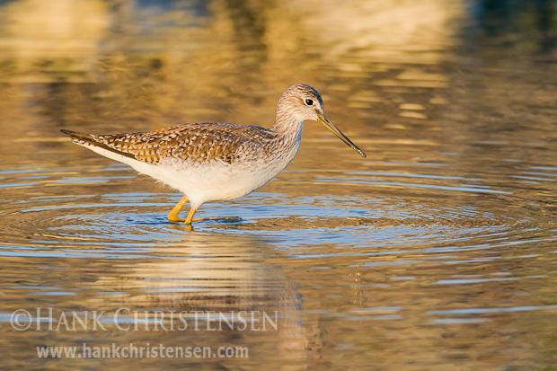 A greater yellowlegs stands in shallow water, reflecting the golden colors of sunset