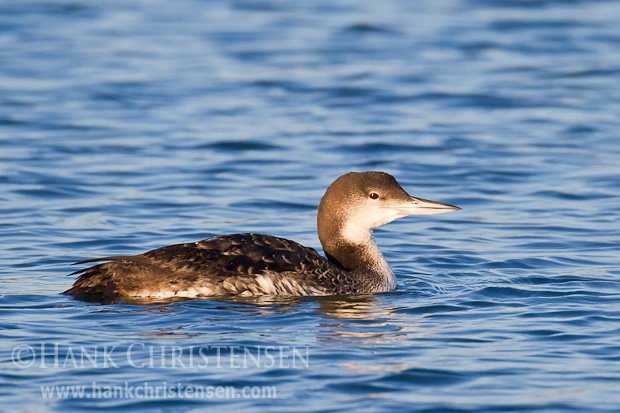 A common loon swims alone through deep water.
