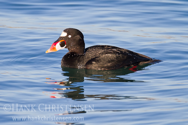 A male surf scoter swims through open water