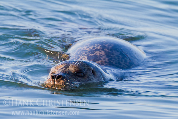 A harbor seal swims just under the surface of the water, head just peeking out