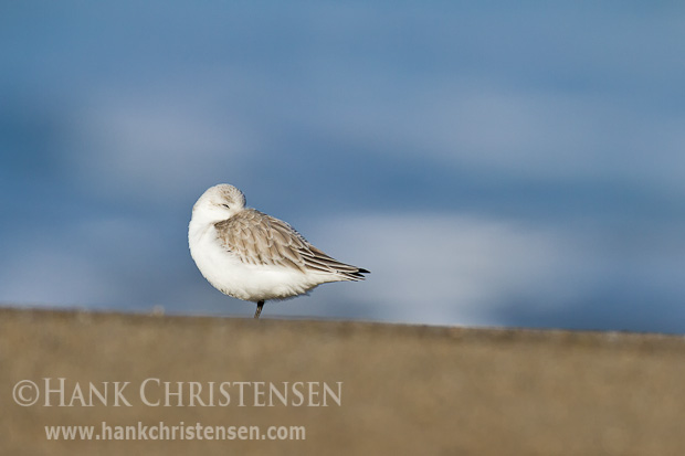 A lone sanderling sleeps on a smooth beach, framed by a distant ocean