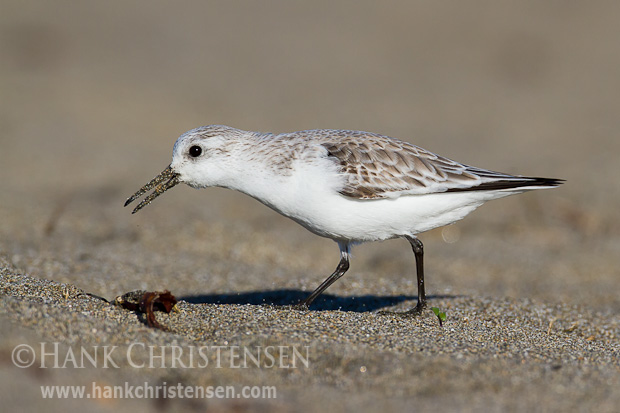 A sanderling calls out as it walks along the sand