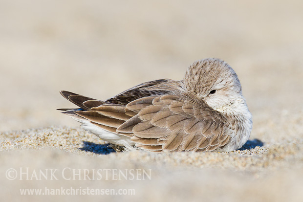 A western sandpiper rests in the sand