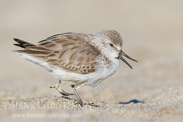 A western sandpiper calls out as it walks along the sand