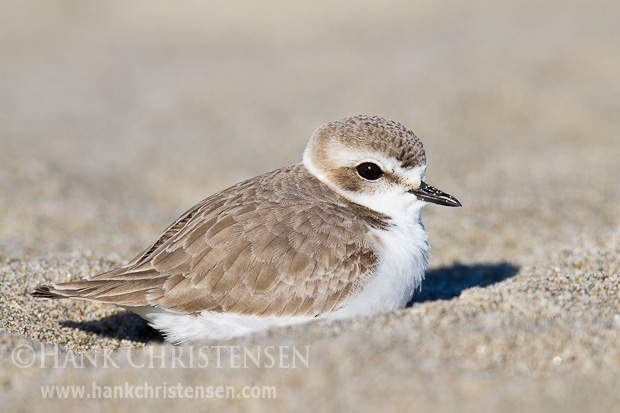 A snowy plover just coming into breeding plumage rests in the sand