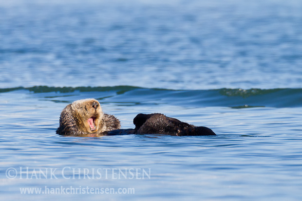 With arms folded behind its head a floating sea otter lets out a huge yawn