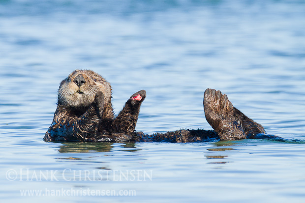 A sea otter floats through the water, taking a break