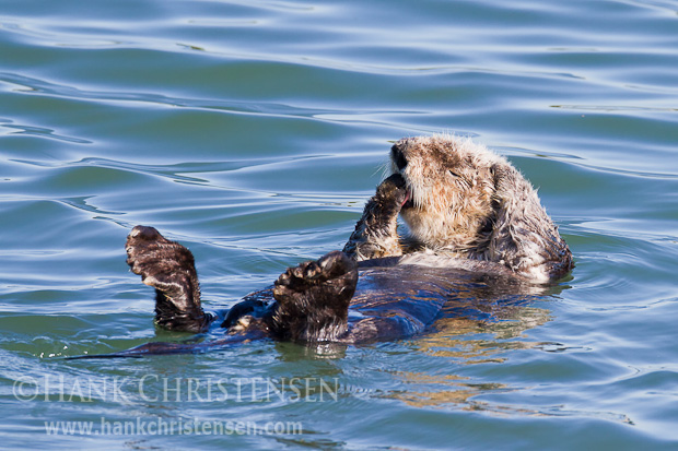 First licking one paw, and then the other, a sea otter takes turns massaging his head with each paw