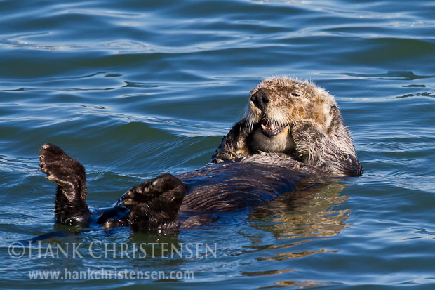 A sea otter rubs its face on each side of its mouth, giving itself a gentle massage