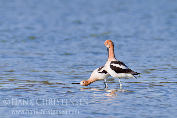 The female avocet signals that she's ready to receive the male by standing with her head close to the water with the beak straight out in front