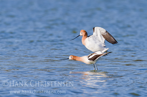 The male avocet mounts the female from behind. The act of copulation lasts only a few seconds.