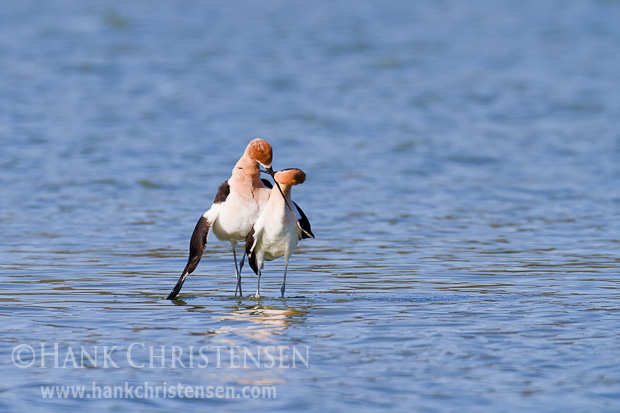 Immediately after copulation, the avocets cross beaks. Holding them in this position, they walk in a tight circle two or three times.