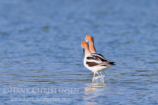 Soon after the avocet pair copulates, they promenade side-by-side in a straight line