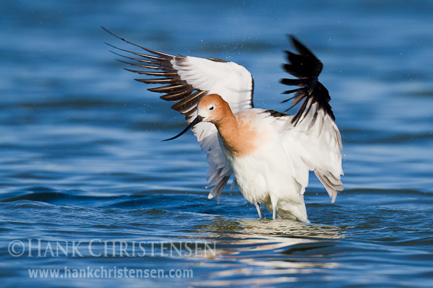 Rising out of the water, an american avocet flaps its wings to dry them off.