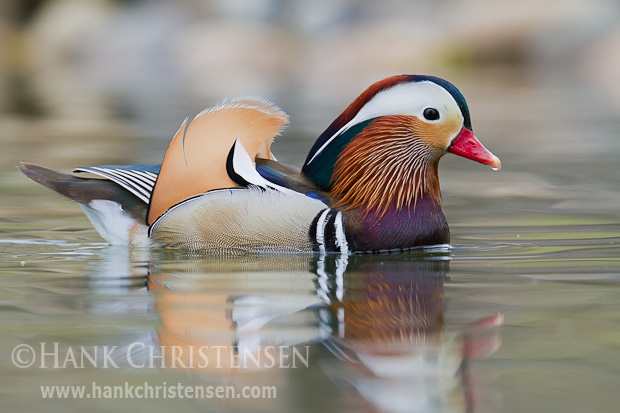 A mandarin duck swims through smooth, still water