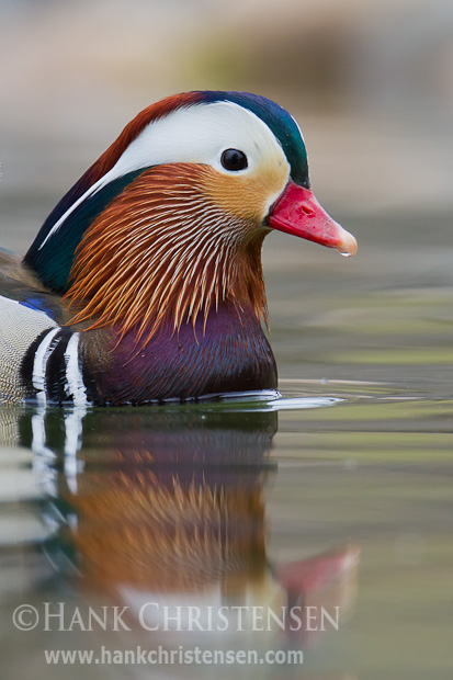 A head and shoulders portrait of a mandarin duck is captured as it swims through still water