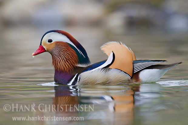 A mandarin duck looks up after taking a sip of water